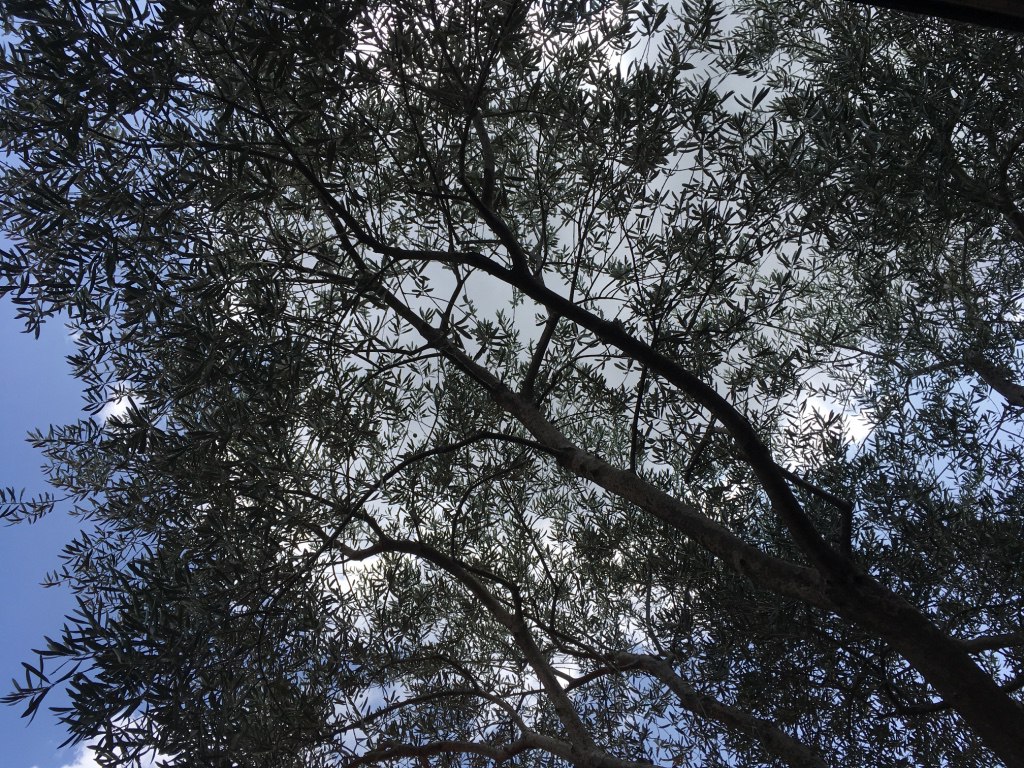 Radici di eternità